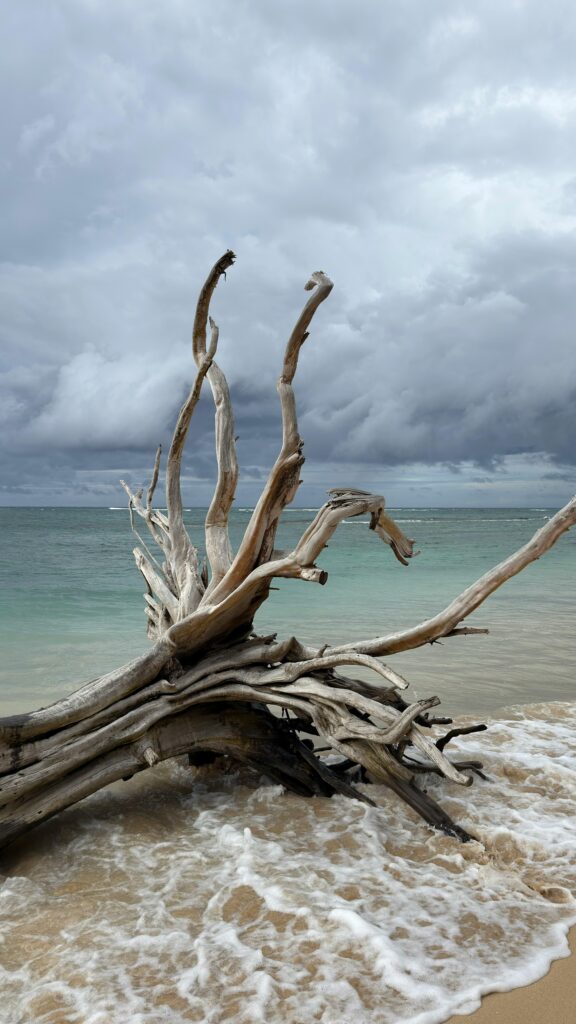 Dramatic driftwood on beach with stormy skies and turquoise sea.