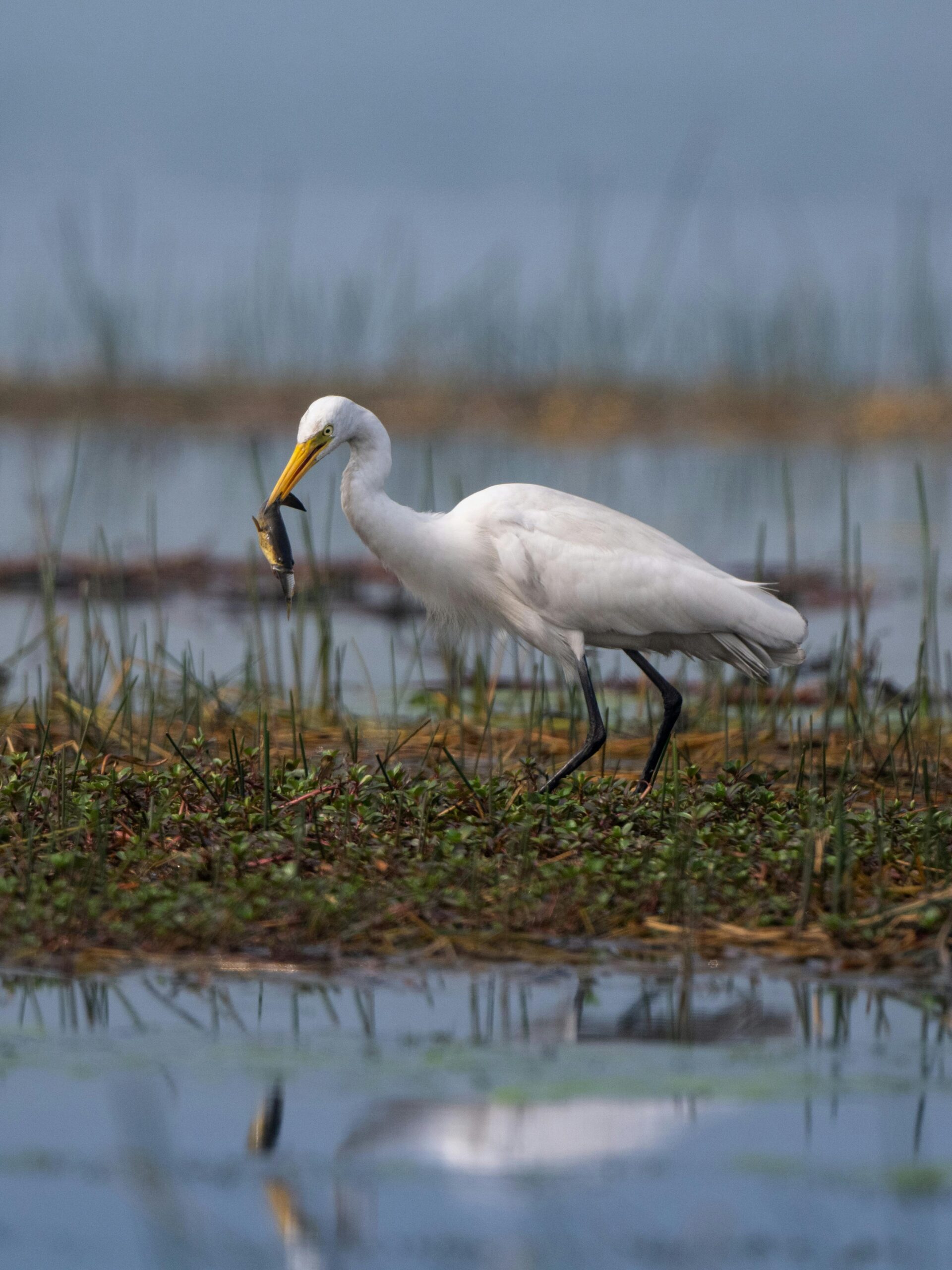 Great egret catching a fish in a serene wetland landscape.